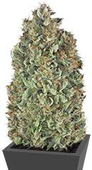 Serious Kush fem (Serious Seeds)