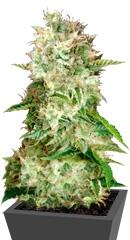 Auto Cheese fem (Bulk Seed Bank)