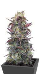 Auto Orange Bud fem (Dutch Passion)