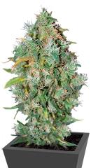 Burmese Kush regular (TH Seeds)