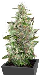 Cheese Autoflowering fem (Dinafem Seeds)
