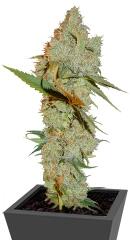 Chocolope regular (DNA Genetics)