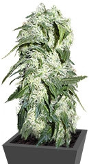 Himalaya Gold fem (GHS)