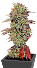 Купить семена марихуаны King’s Kush Auto мини