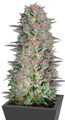 Kosher Cake Auto fem (FastBuds)