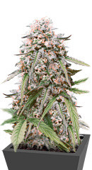 LSD Auto fem (Barney's Farm)