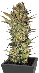 Lithium OG Kush fem (Nirvana Seeds)