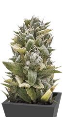 OG Kush Auto fem (Humboldt Seeds)