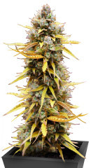 Pound Cake Auto fem (FastBuds) семена конопли