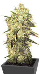 Supreme Durban CBD fem (Nirvana Seeds)