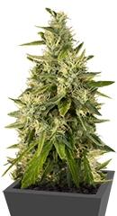 Trainwreck regular (Humboldt Seeds)