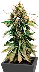 Auto Frisian Dew fem (Dutch Passion)