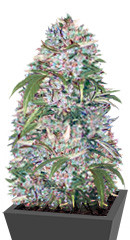 Auto Big Angel fem (Victory Seeds)