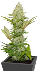 Blue Cheese fem (RQS)