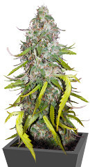 Dolly Kush fem (Dr. Krippling Seeds) семена конопли