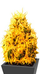 Mango Mist Shake fem (KFC Seeds)