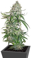 Buddha Quasar fem (Buddha Seeds)