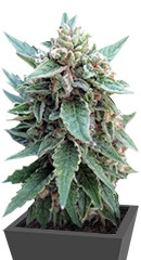 Buddha Red Dwarf Auto fem (Buddha Seeds)