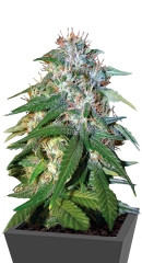 Sour Cream fem (DNA Genetics)