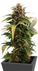 Taiga fem (Dutch Passion)