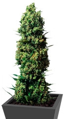 The Ultimate fem (Dutch Passion)