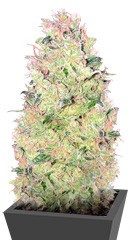 Ramses fem (Pyramid Seeds)