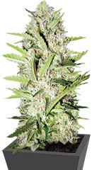 Auto Parmesan (Auto Cheese) fem (Victory Seeds)