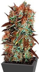 Caramel King fem (Bulk Seed Bank)