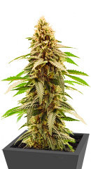 Cherry Pie fem (Advanced Seeds) семена конопли