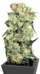 Freddy's Best fem (Dutch Passion)