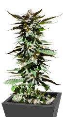 Girl Scout Cookies fem (Blimburn Seeds)