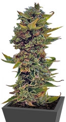 Northern Delights Auto fem (VIP seeds)