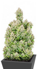 Original Cinderella Auto (FastBuds) семена конопли