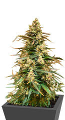 Sith OG fem (AlphaFem Seeds)