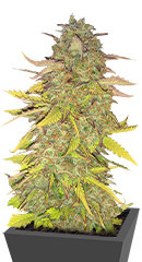 Acid Rain Autoflower (LSD) fem (Easy Grow Seeds)