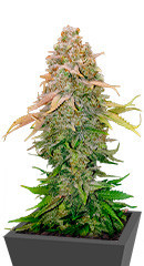 Runtz fem (Barney's Farm)