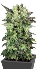 Auto Mk-Ultra Kush fem (TH Seeds)