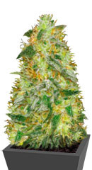 Auto Original Limonade Skunk fem (Victory Seeds)