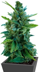 Automaria II fem (Paradise Seeds)