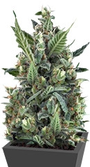 Blue Cheese Automatic fem (RQS)