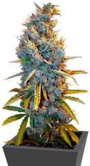 Cream Caramel F1 Fast Version fem (Sweet Seeds)