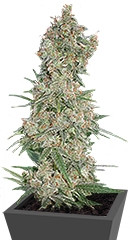 Far Out fem (Mandala Seeds)