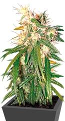 Hashplant Haze regular (DNA Genetics)