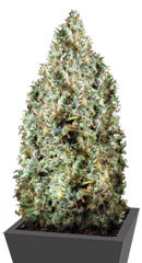 Northern Light fem (Victory Seeds)