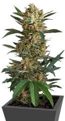 Original Amnesia fem (Dinafem Seeds)