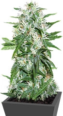 Satan's Bride fem (Trikoma Seeds)