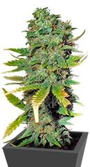 Super Skunk fem (Sensi Seeds)