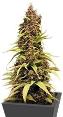 Venus Flytrap fem (Nirvana Seeds)