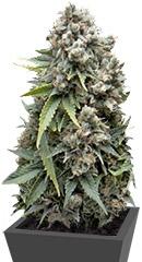 Ak 74 Auto fem (Trikoma Seeds)