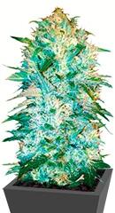 Auto Amnezia Haze fem (Bulk Seed Bank)